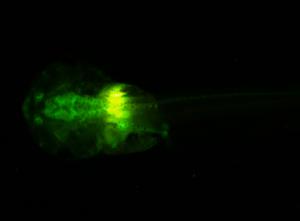 Un échantillon perturbateur thyroïdien : le têtard émet de la fluorescence principalement dans le cerveau. (Crédit : Watchfrog)