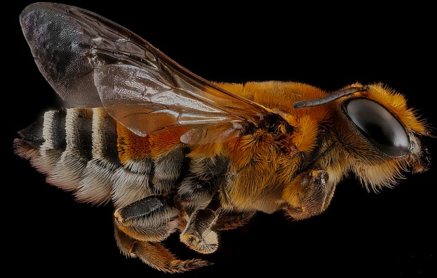 1ere récolte pour les abeilles pollinisatrices d’Osmia