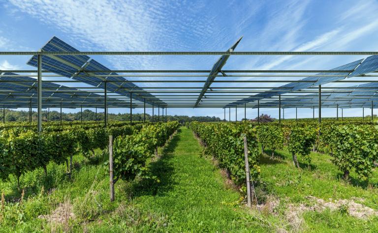 Le premier projet vitivoltaïque verra le jour au printemps 2018