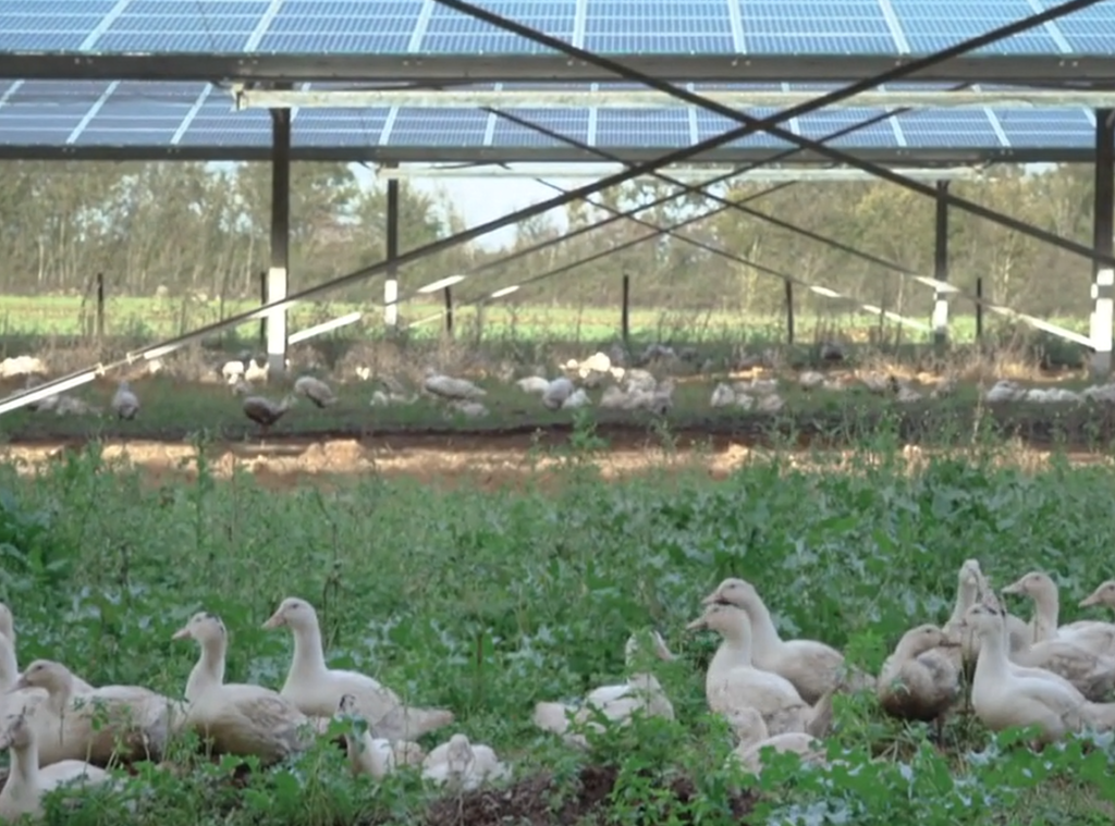 Technique Solaire réalise des ombrières photovoltaïques pour des éleveurs d’animaux en plein air, depuis 2017