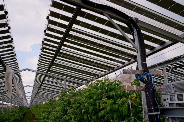 L’élevage ovin particulièrement prisé dans l’agrivoltaïsme [Ademe]