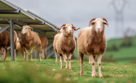 Agrivoltaïsme : le manque de clarté réglementaire et économique persiste
