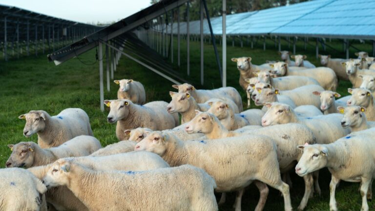 Agrivoltaïsme : la FFPA mise en péril par la multiplication des départs